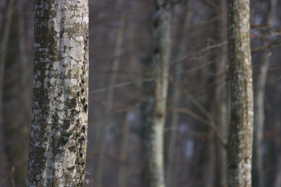 Des troncs d'arbres