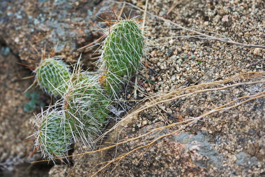 Cactus