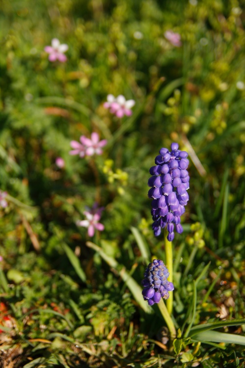 Fleurs