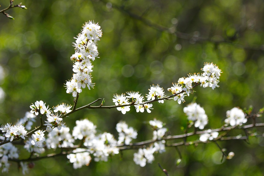 Aubépine