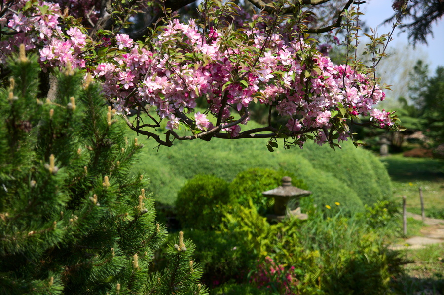 Fleurs
