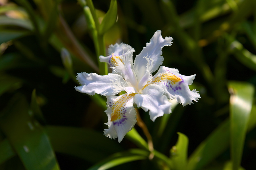 Iris ?