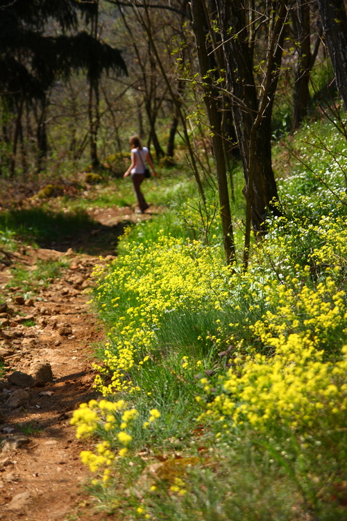 Descente