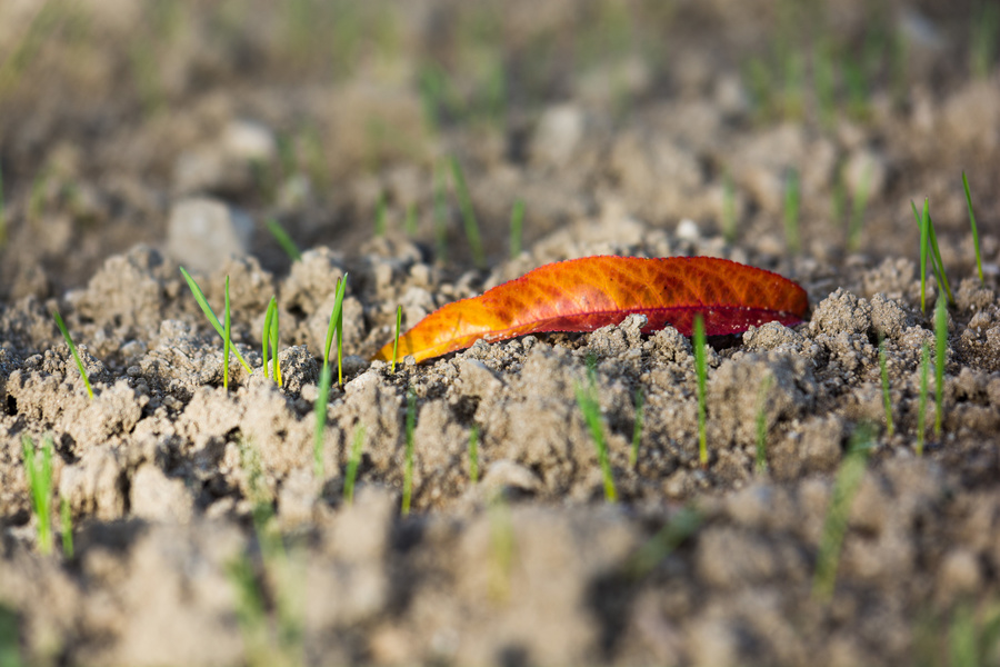 Automne