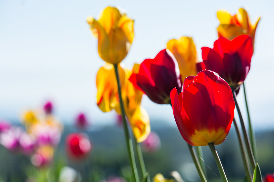 Tulipes