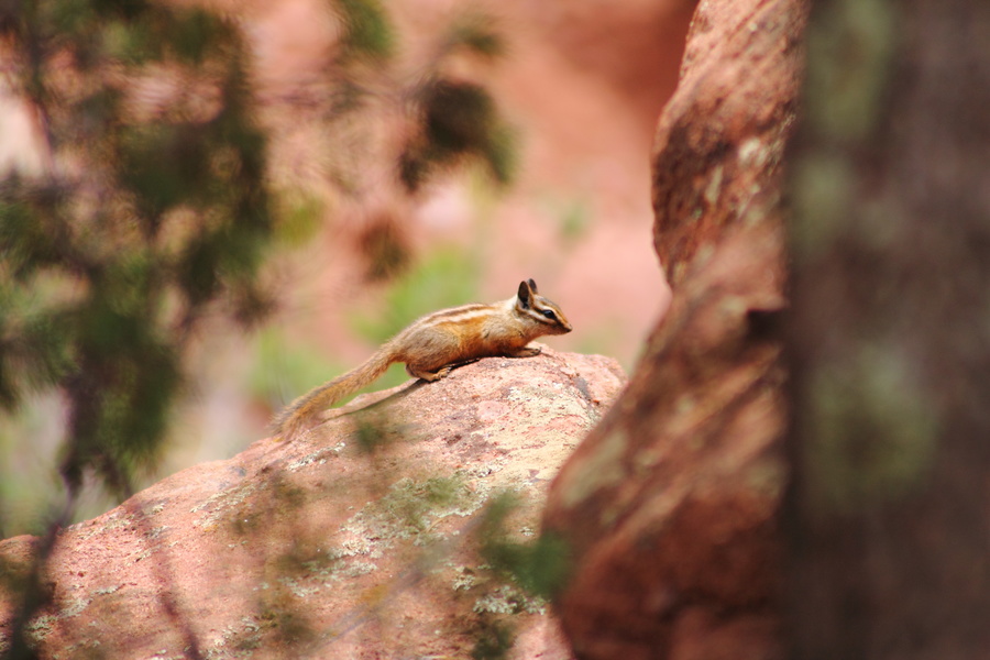 Chipmunk