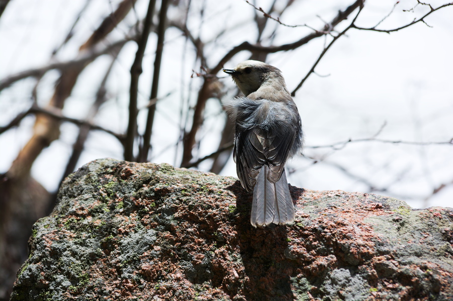Oiseau