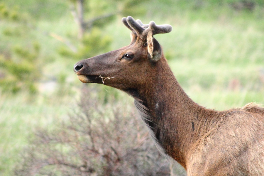 Elk