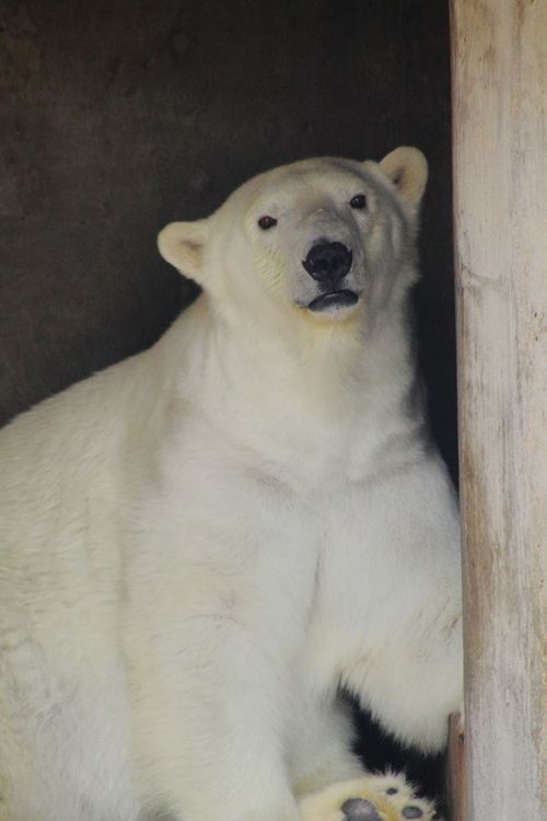 Ours polaire