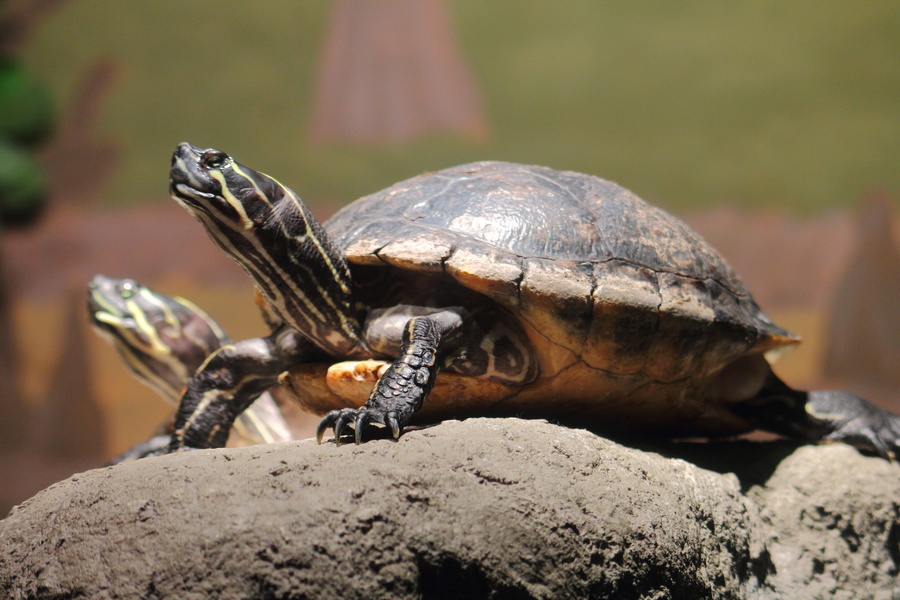 Tortue