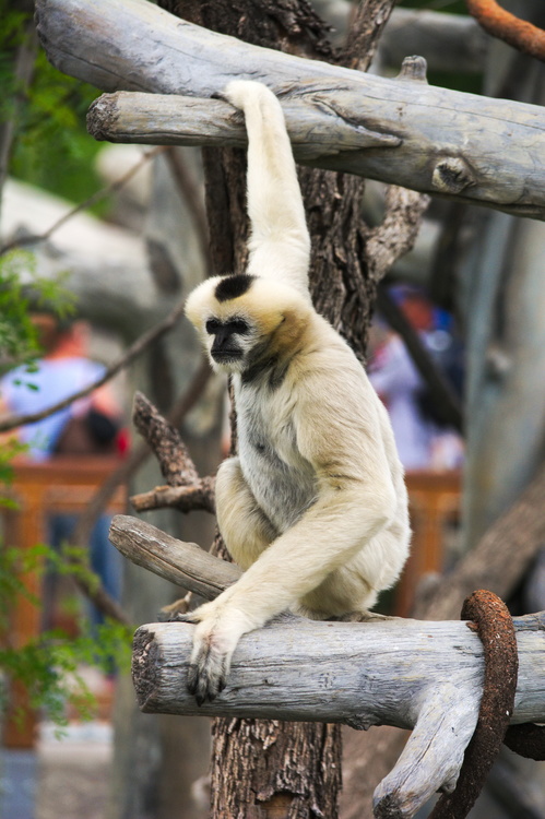 Singe