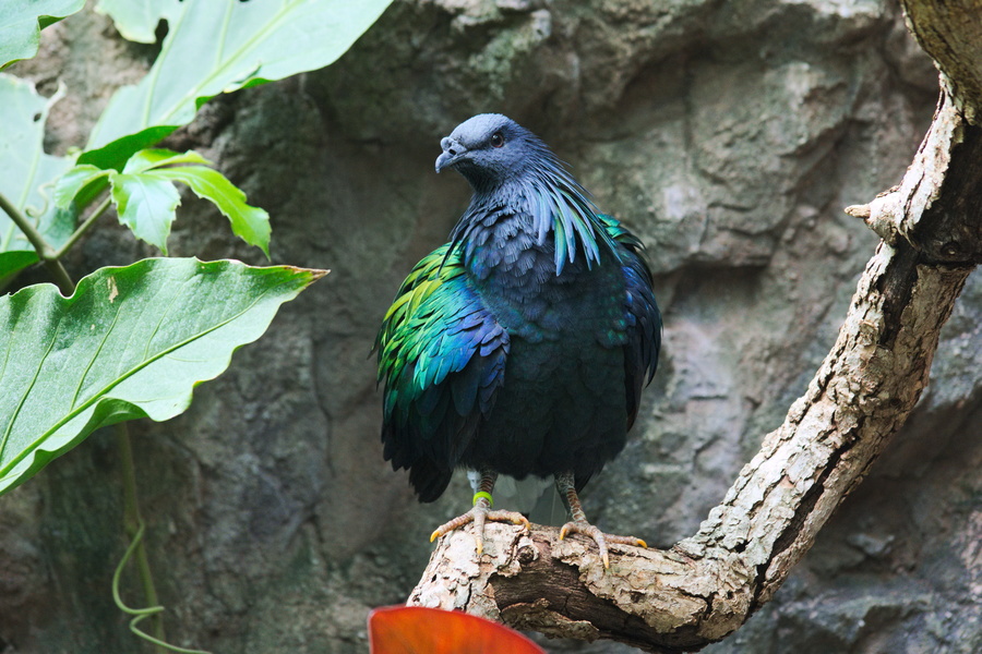 Oiseau