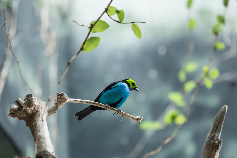 Oiseau