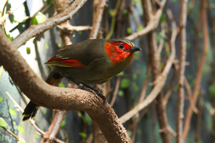 Oiseau