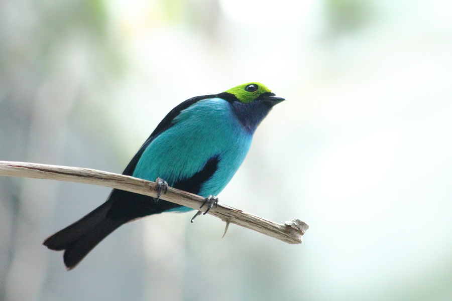 Oiseau