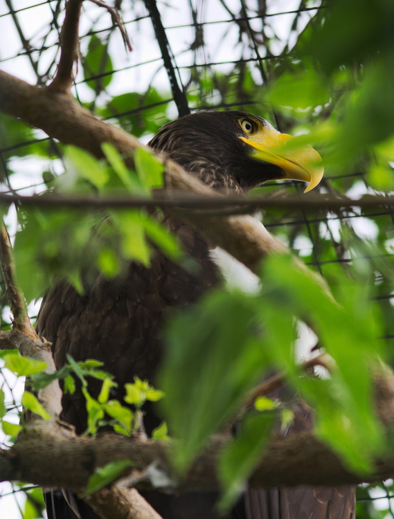 Aigle