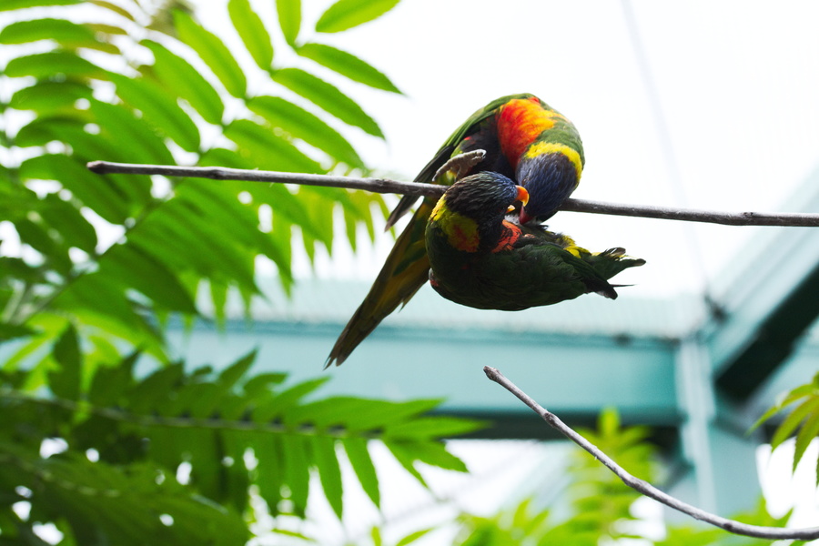Oiseaux