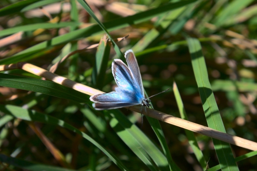 Papillon bleu