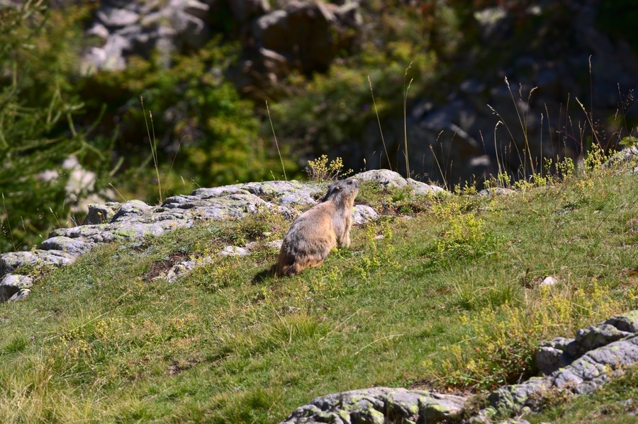 Marmotte