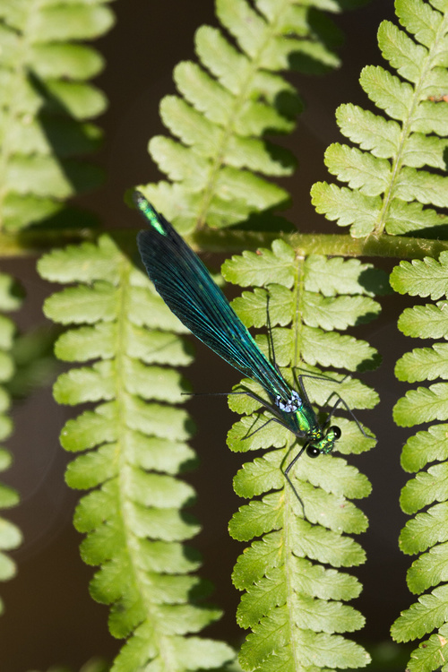 Libellule