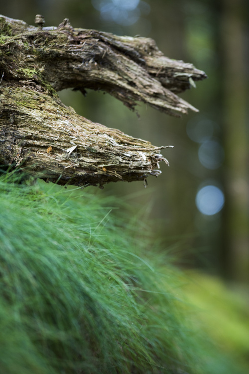 Forêt