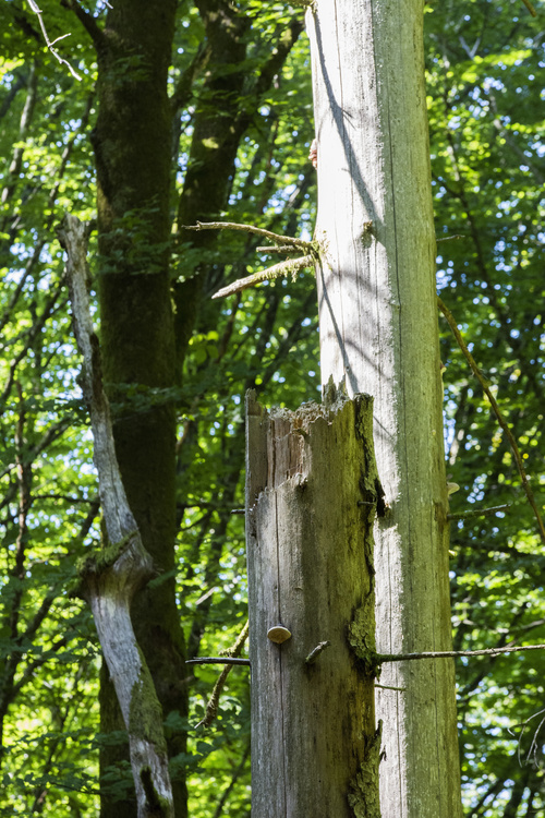 Forêt