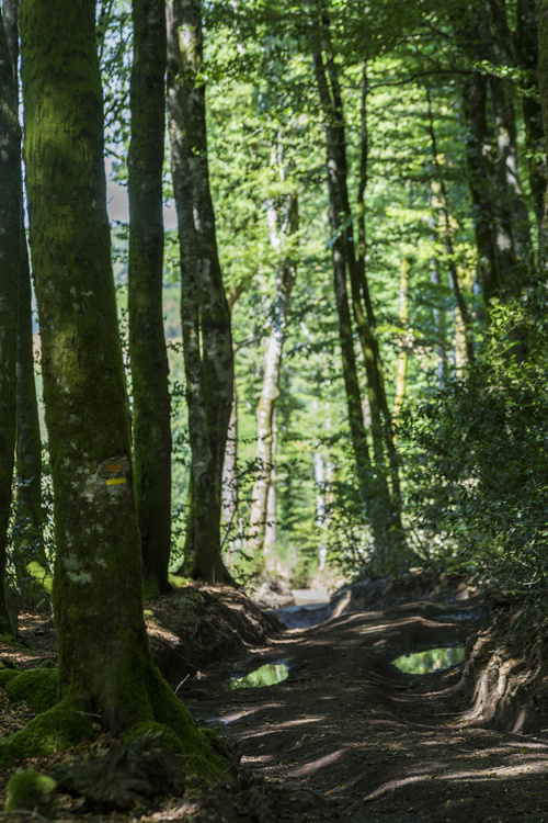Chemin