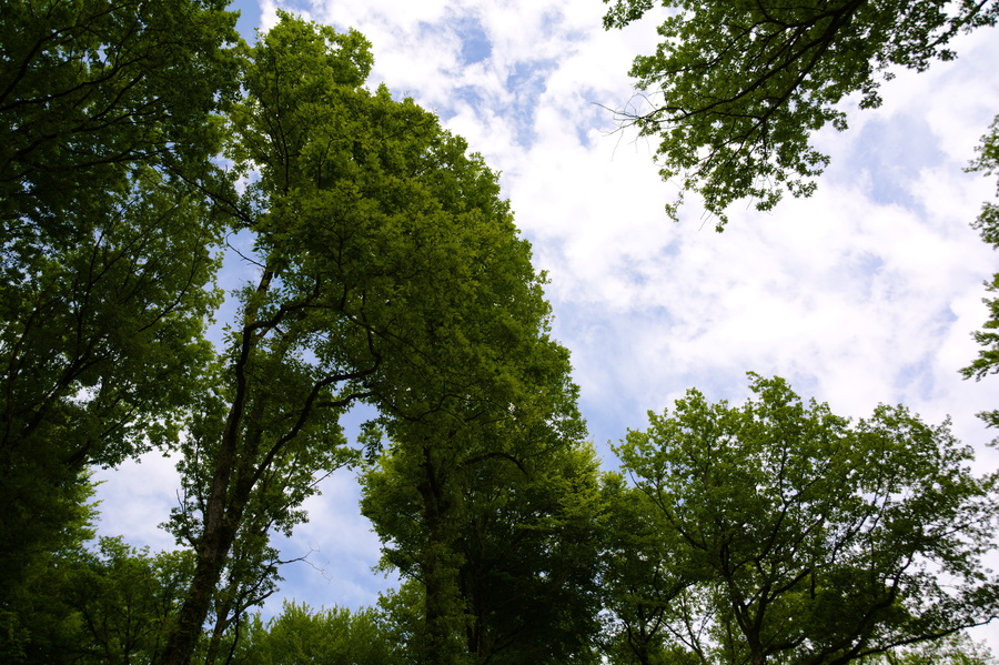 Arbres
