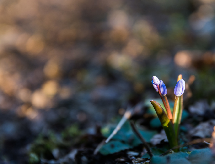 Fleurettes