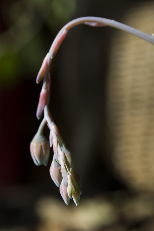 Plante grasse