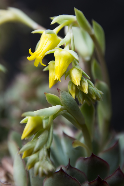 Echeveria