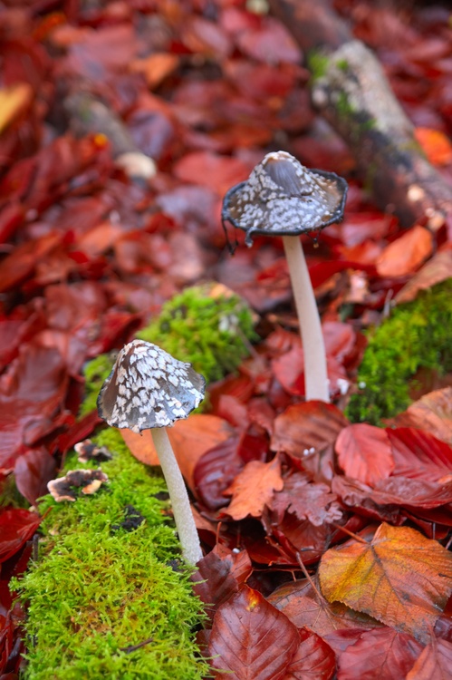Champignons