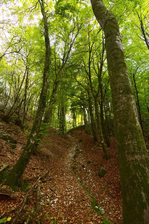 Chemin