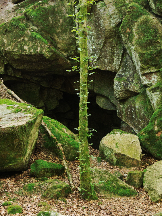 Arbre + grotte