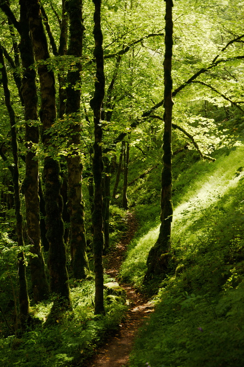 Forêt