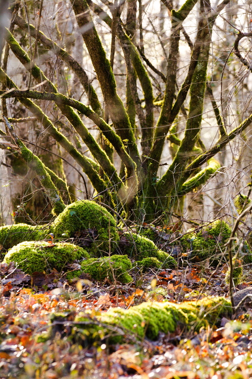 Forêt