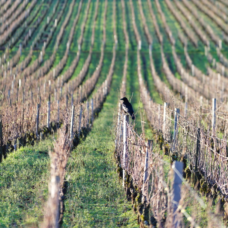 Corbeau
