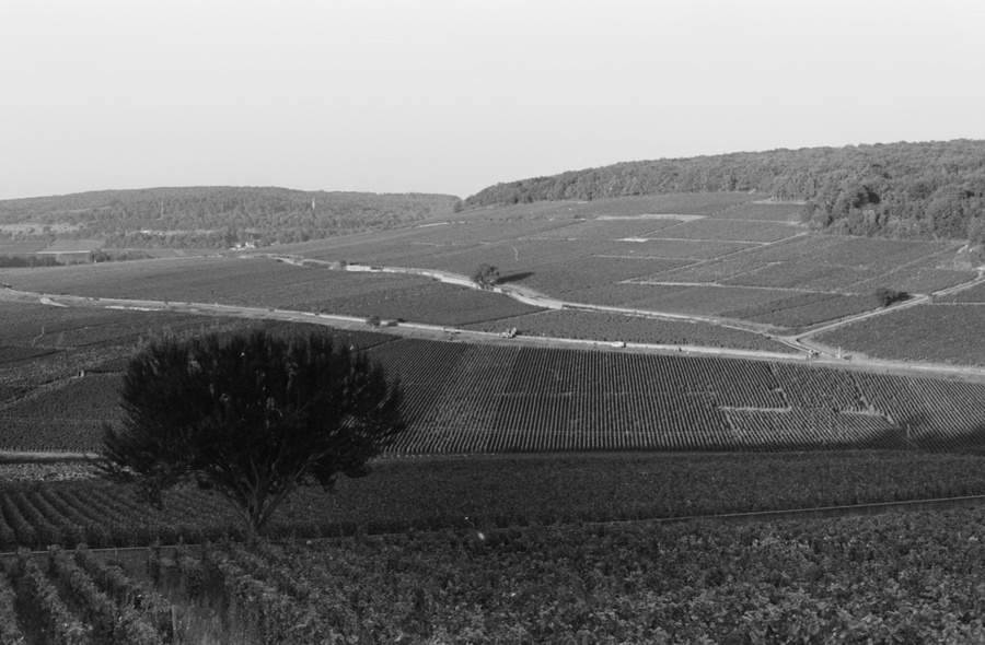 Corton