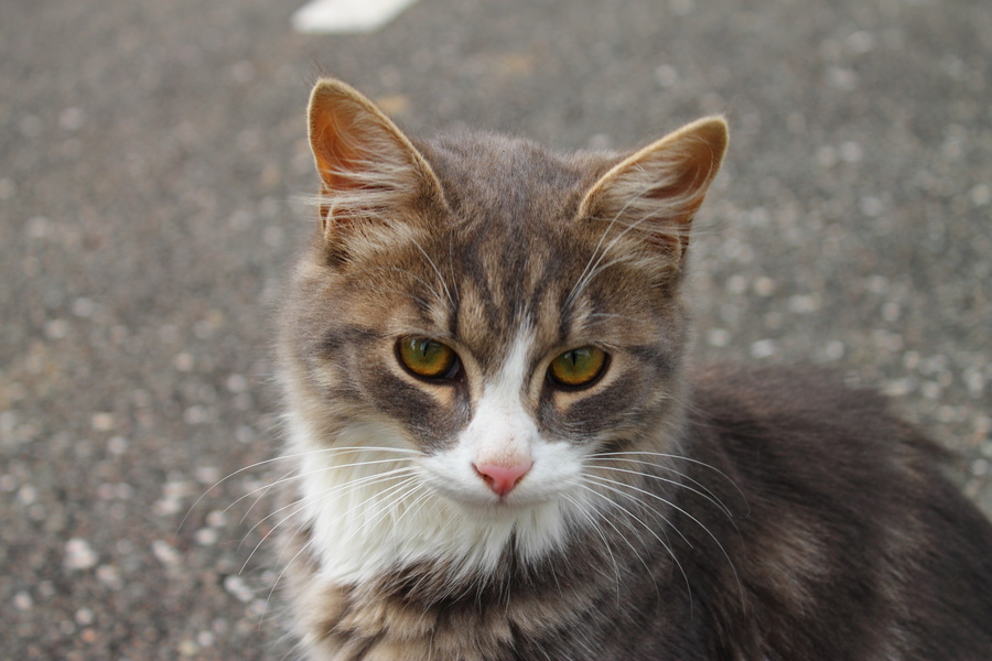 Chat