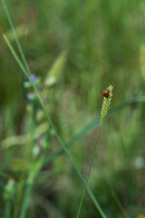 Coccinelle