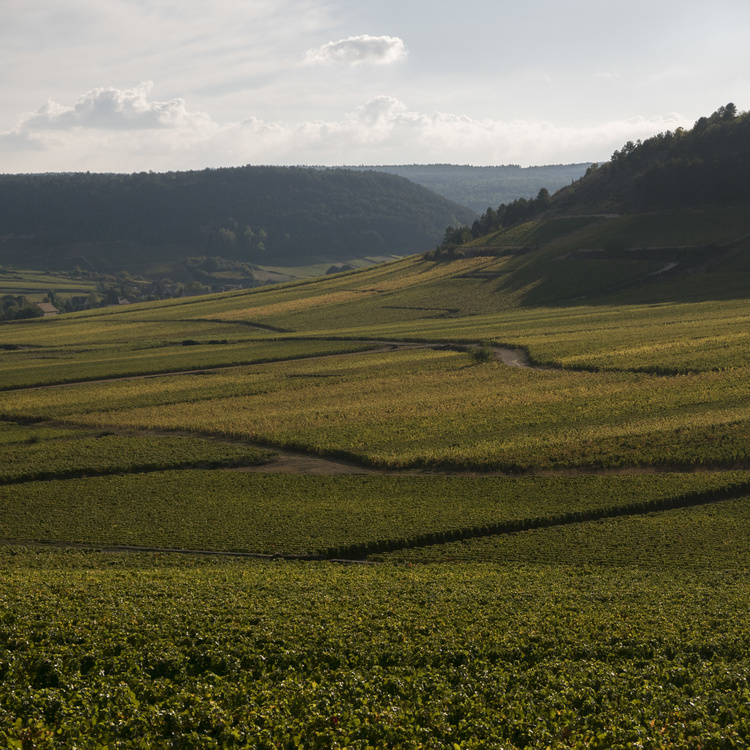 Vignes