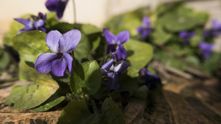Violettes