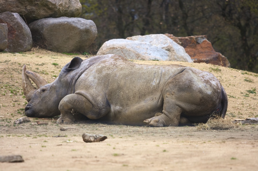 Rhino