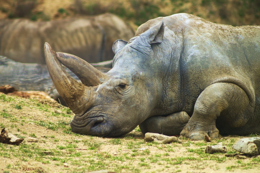 Rhino