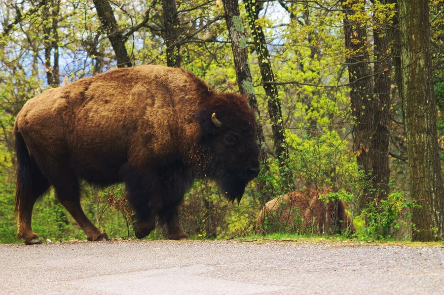 Bison