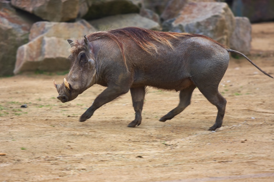Phacochère