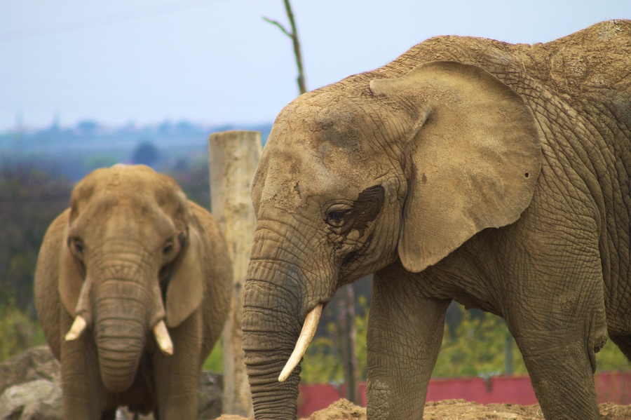 Éléphants