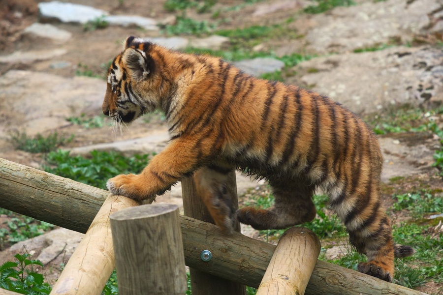 Tigre