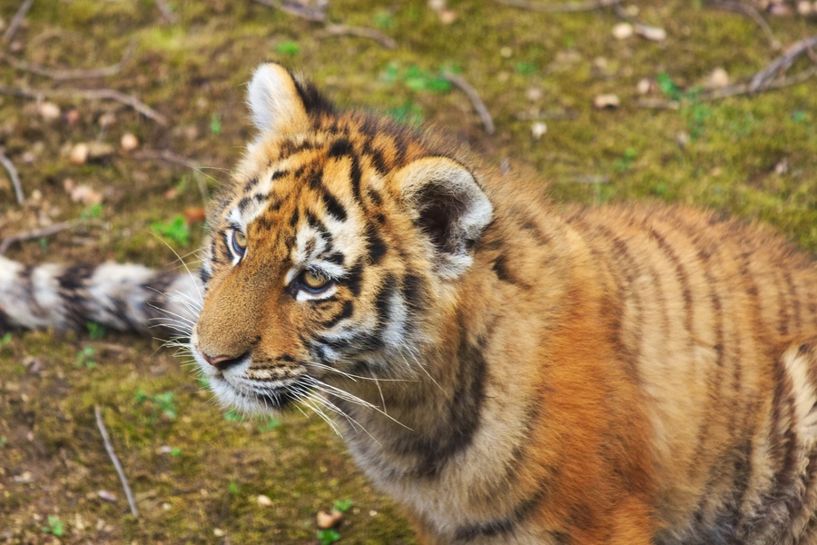 Tigre