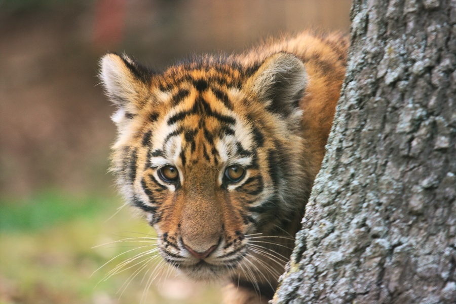 Tigre